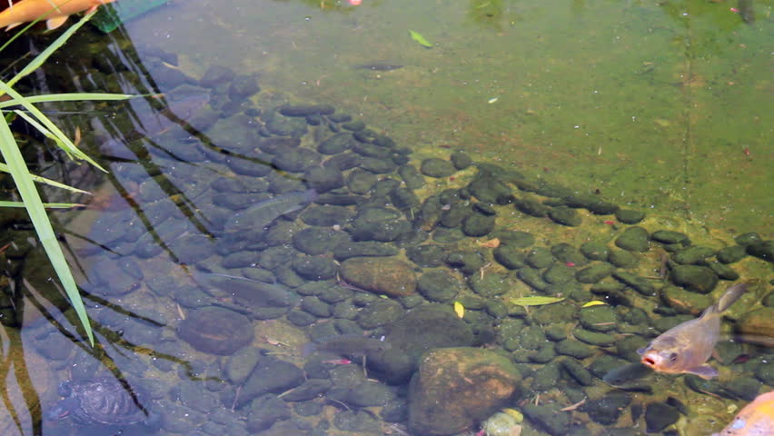 koi carp swimming in a pond