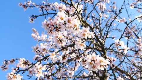 Branches of an almond blossom. Filmed in Avila, Castilla y Leon, Spain, in February 2017.