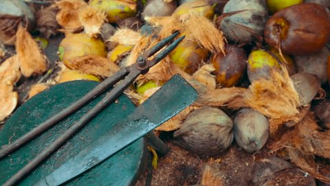Raw coconut. Tools for manual processing of coconut.