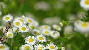 Daisy fleabane's clustered blossoms. a common wildflower. waving in a breeze. Video 4k