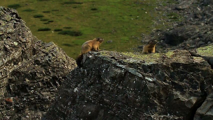 Marmot in the fuul nature, (slow Motion) 