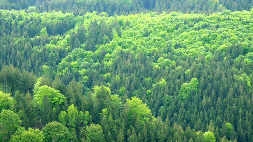 A vast and thick forest area - top view
