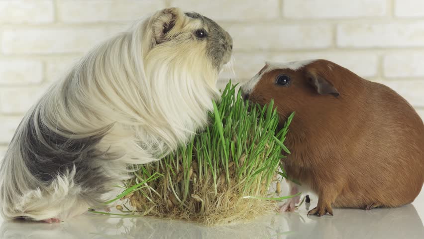 oats for guinea pigs