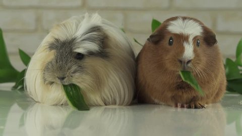 Beautiful guinea pigs breed Golden American Crested and Coronet cavy eating cucumber stock footage video