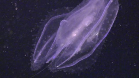 Ctenophore jellyfish underwater in Red sea. Swimming in world of colorful beautiful wildlife of reefs and algae. Inhabitants in search of food. Abyssal diving.