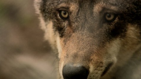 A wolf, close-up Stock Video