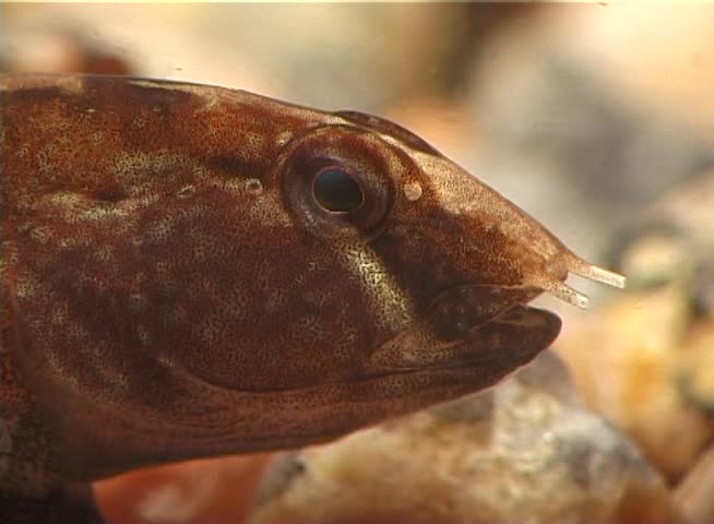 Goby Proterorhinus marmoratus, close-up
