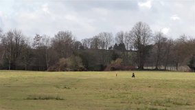 Dogs with owner walk across beautiful tree lined field - picturesque countryside