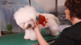 Dog groomer paints Bichon Frise dog at a pet salon
