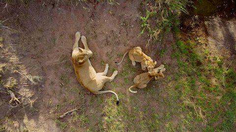 Lioness and two cubs close-up. Aerial view.
