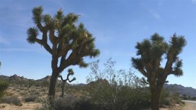 Time lapse of a Joshua trees, at a road in Joshua tree national park, in California, United states of america.