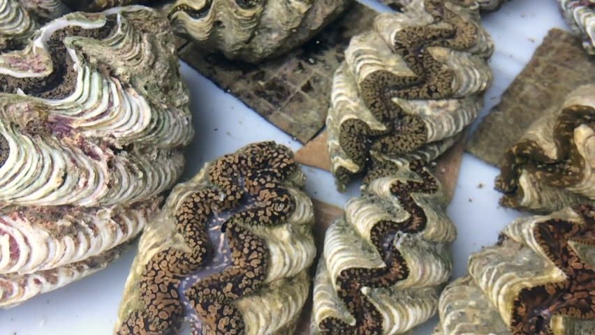 Live Giant clam (Tridacna gigas) from Fiji.Tridacna gigas is one of the most endangered clam species.