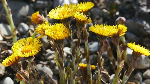 Yellow Wild Flower, Coltsfoot (Tussilago farfara)