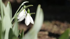 Galanthus nivalis blossom in the garden close-up slow-mo