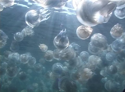 A lot of Barrel Jellyfish (Rhizostoma pulmo)