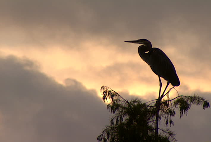 Blue Heron in silhouette perched on a branch