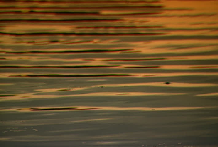 Ducks swimming through a lake at sunset
