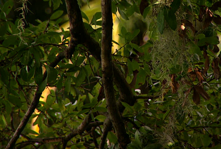 tree branches with Spanish moss