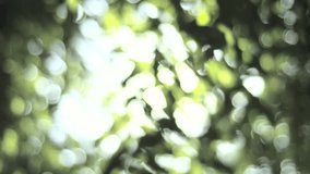 Nature background. Sun shine through the blowing on wind tree green leaves. Blurred abstract bokeh with sun light.