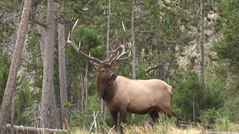 View of a massive Elk bull in the woods of Yellowstone National Park Wyoming United States