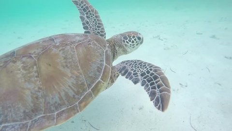 Sea Turtle Swimming in Noumea, New Caledonia. Underwater Go Pro Footage. 