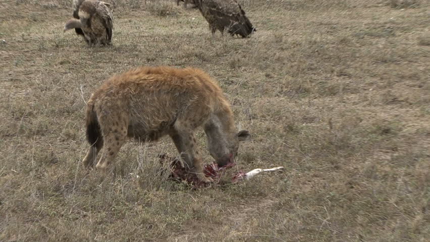 A Hyena eats a fresh kill in Tanzania, Africa. 