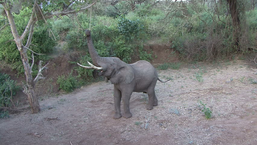 An elephant extends it trunk to reach a tree branch at Lake Manyara, Tanzania,