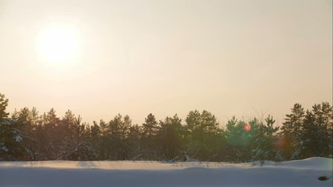 timelapse, sunset in winter spruce forest, bright the sun goes down over snowy trees