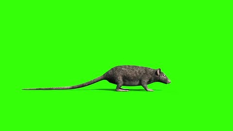 Rat Mice Sniff Mouse Side Green Screen 3D Rendering Animation
