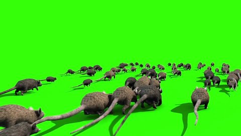 Invasion of Rats Mice Sniff Mouse Back Green Screen 3D Rendering Animation