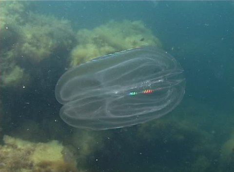 Ctenophores, comb invader to the Black Sea, jellyfish Mnemiopsis leidy