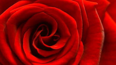 Red Rose Flower rotation close up background. Beautiful Dark Red Rose closeup. Symbol of Love. Valentine card design. Slow motion UHD 4K video