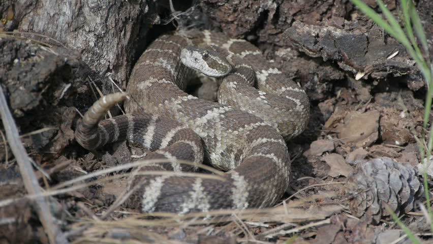 Camouflaged Pacific Rattlesnake 