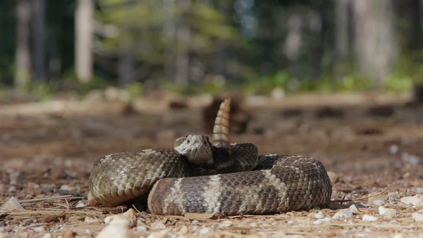 Coiled Pacific rattlesnake ready to strike