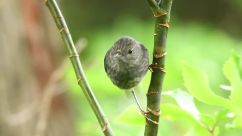 Petroica australis - South Island Robin - toutouwai - endemic New Zealand forest bird sitting on the branch in the forest