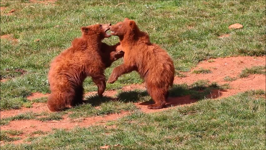 Bear cubs playing and fighting together in forest Royalty-Free Stock Footage #24537200