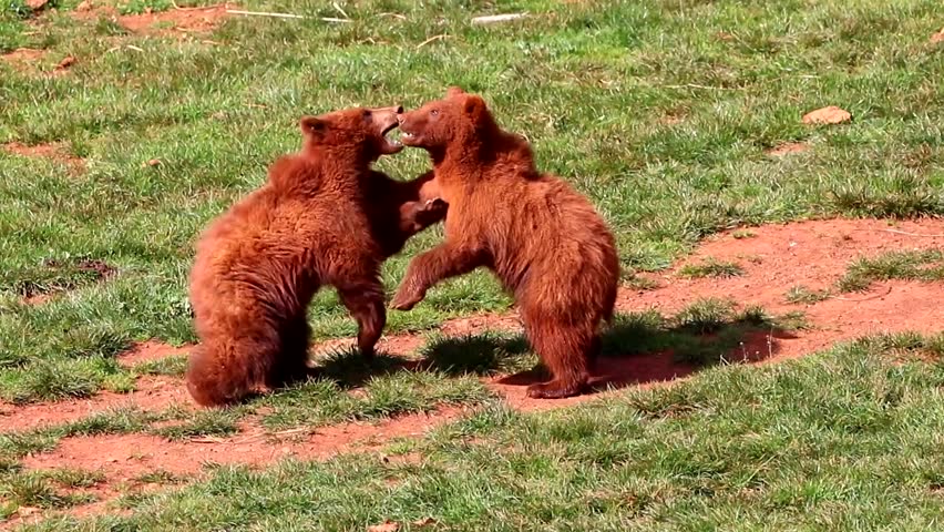 Bear cubs playing and fighting together in forest Royalty-Free Stock Footage #24537206