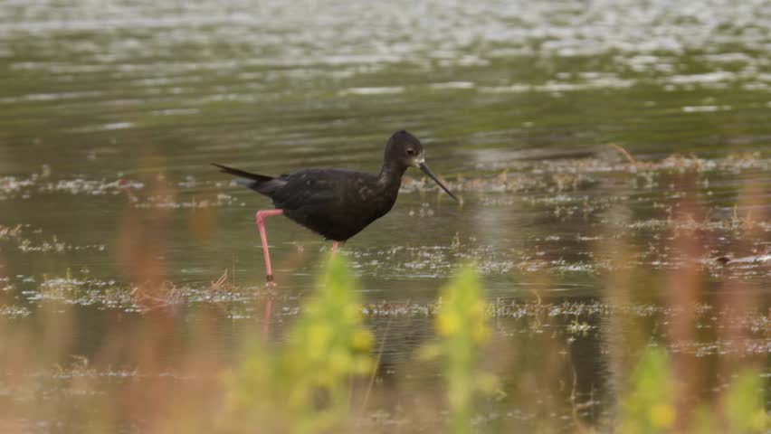Himantopus novaezelandiae - Black stilt - kaki near lake Tekapo, feeding in the small lake