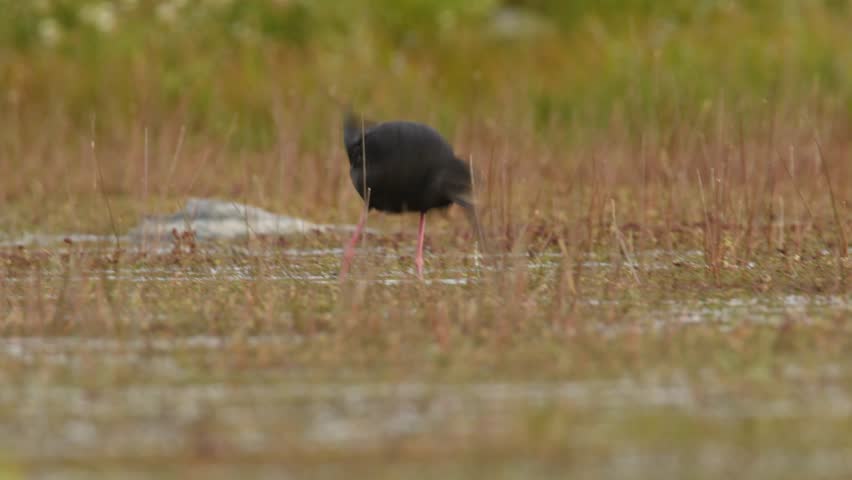 Himantopus novaezelandiae - Black stilt - kaki near lake Tekapo, feeding in the small lake