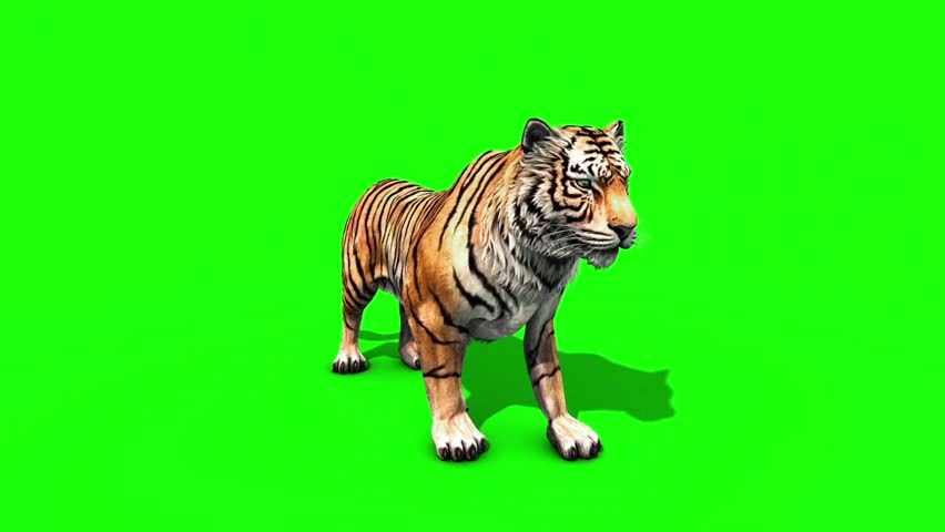 Cartoon tiger roar ~ Sound Clip Royalty Free #35044085