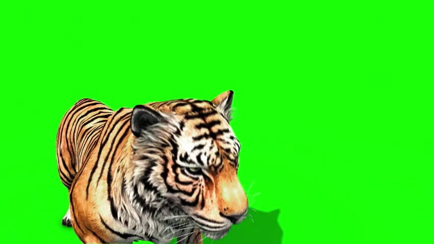 Tiger Roar Animals Green Screen 3D Rendering Animation