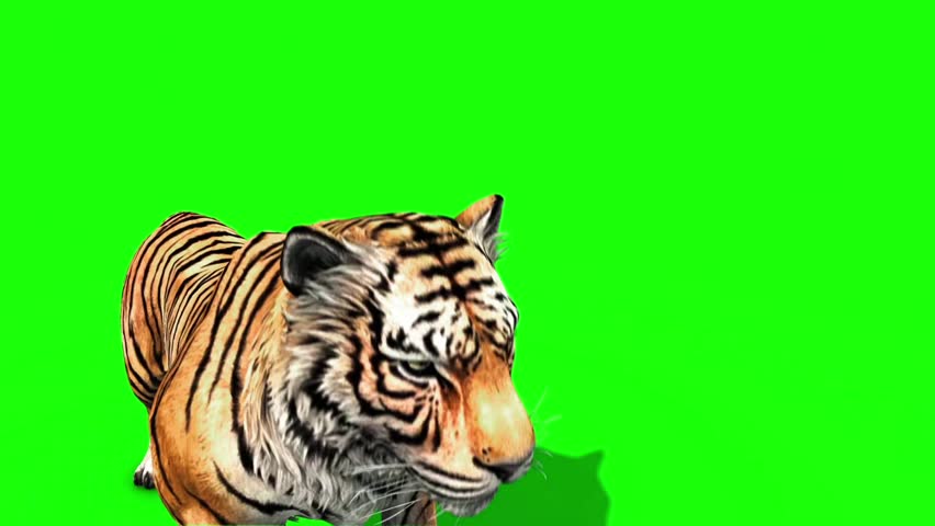 Cartoon tiger roar ~ Sound Clip Royalty Free #35044085