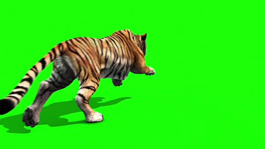 Cartoon tiger roar ~ Sound Clip Royalty Free #35044085