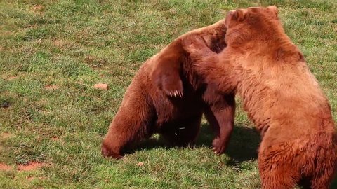 Bears fighting in Cabarceno Natural Park
