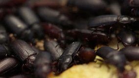 Rearing of darkling beetles, adults  (mealworms, tenebrios)