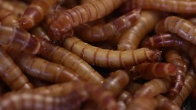 Closeup of mealworm larvae, rearing