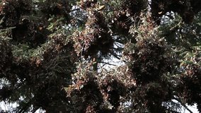 Monarch butterfly colony hibernating on pine trees