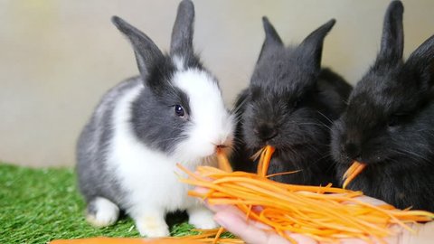 Lovely young 1 month rabbits eating carrot from lady hand