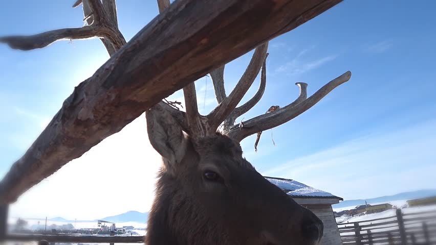 Deer closeup. Breeding animals.  Slow motion.