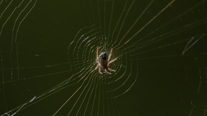 Spider in web. Early spring generation into the garden.